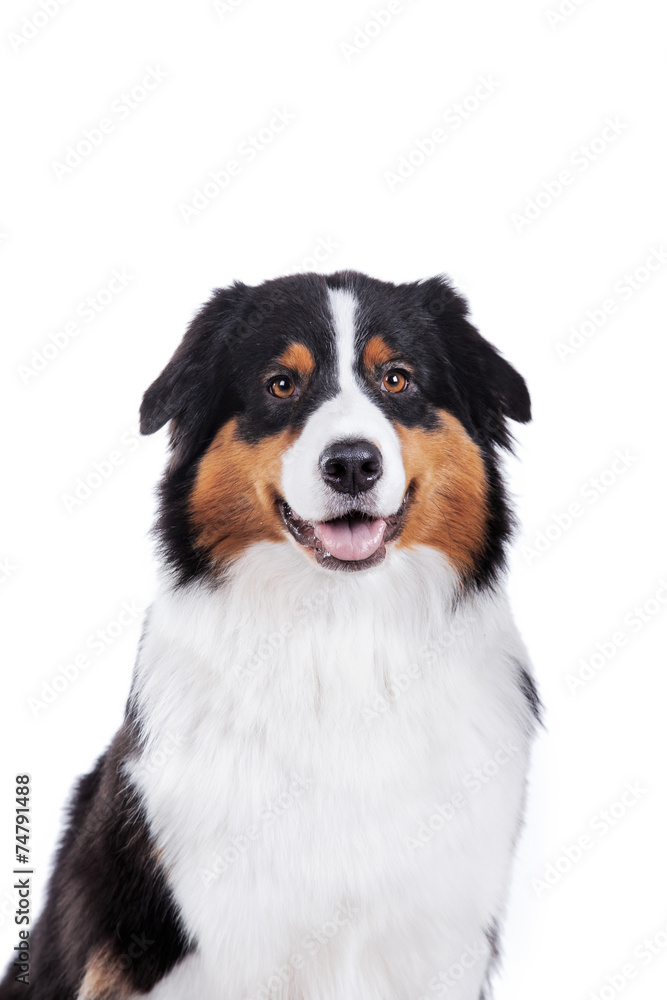 Dog breed Australian Shepherd, Aussie - obrazy, fototapety, plakaty 