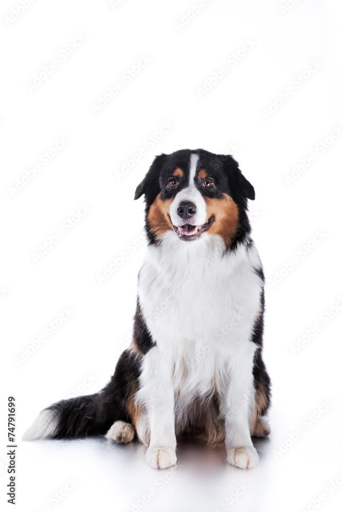 Dog breed Australian Shepherd, Aussie Dog breed Australian Shepherd, Aussie