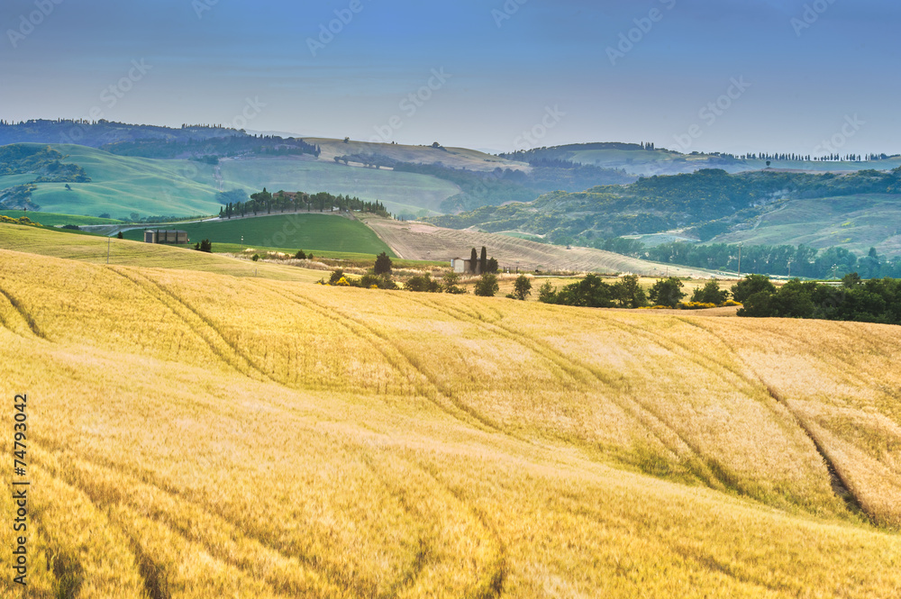 Trees, fields and atmosphere in Tuscany, Italy