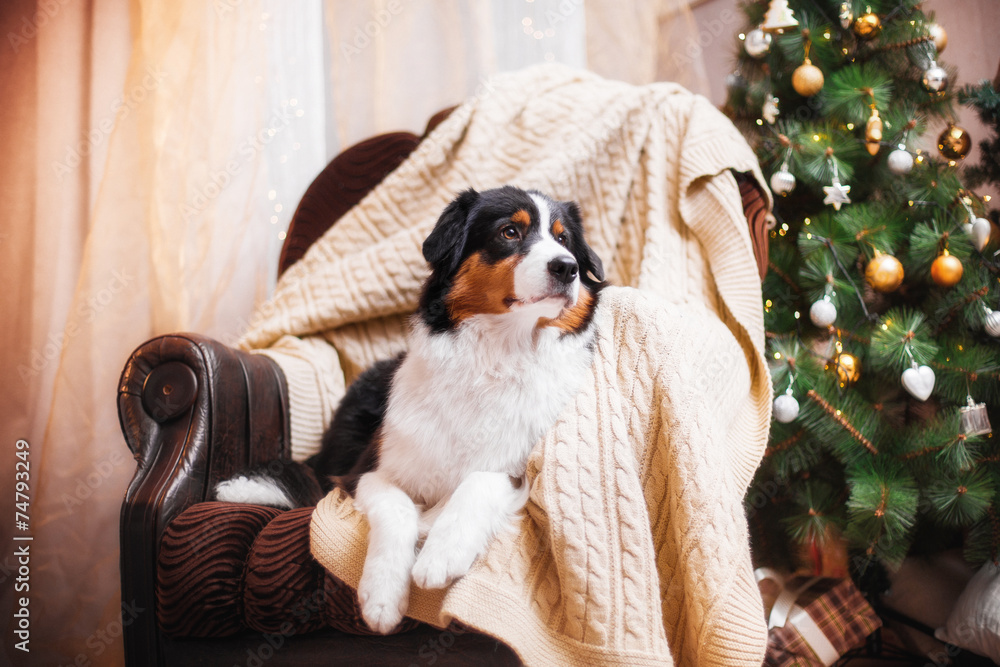 Dog breed Australian Shepherd, Aussie, Christmas and New Year