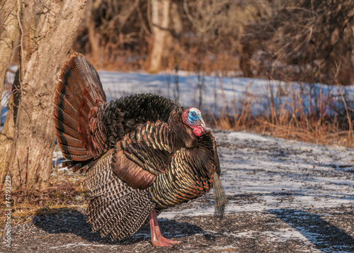 Wild Turkey (Meleagris gallopavo) photo