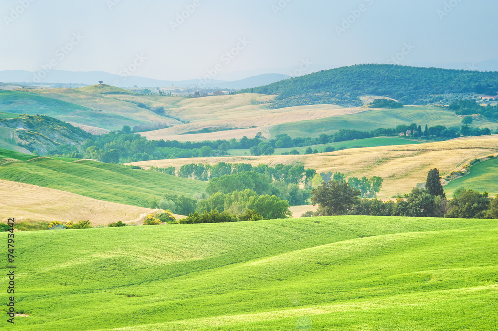 Fototapeta premium Trees, fields and atmosphere in Tuscany, Italy