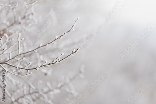 branch with hoarfrost