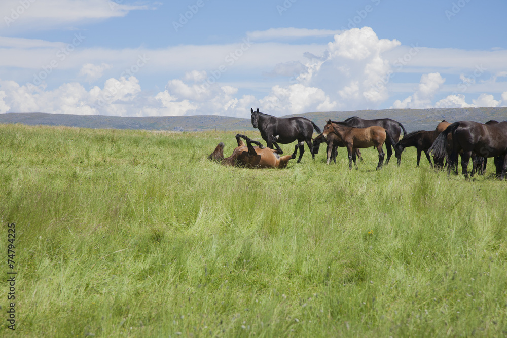 horse wallowing in green prairie - obrazy, fototapety, plakaty 