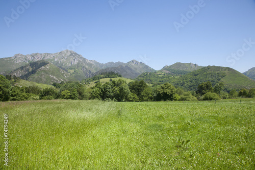 meadow and green mountains