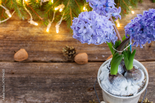 Fototapeta Naklejka Na Ścianę i Meble -  winter hyacinth