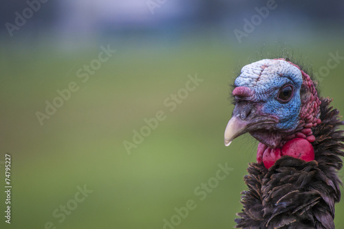 Wild Turkey Closeup