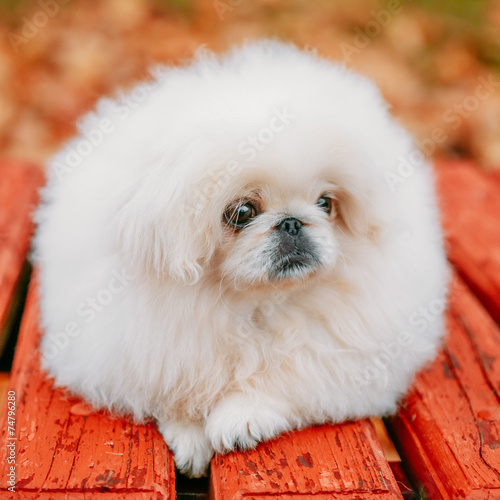 White Pekingese Pekinese Peke Whelp Puppy Dog