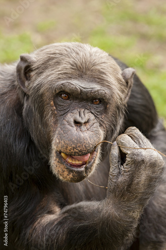 Chimpansee met stokje aan tanden.