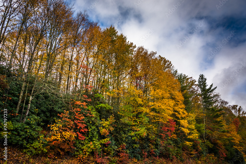 Fototapeta premium Autumn color along the Blue Ridge Parkway, near Blowing Rock, No