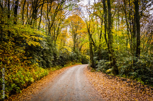 Autumn color along a dirt road near the Blue Ridge Parkway in Mo © jonbilous