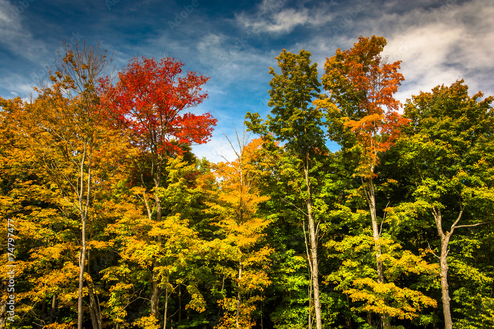 Fototapeta premium Autumn color near Bethel, Maine.