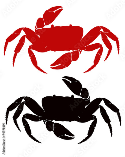 crab gecarinus ruricola red and black photo