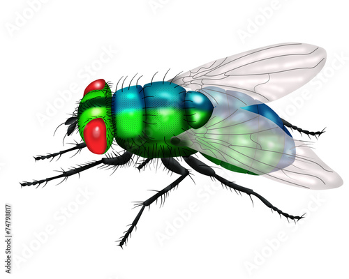 green fly white background