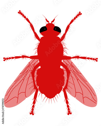 fly red  white background