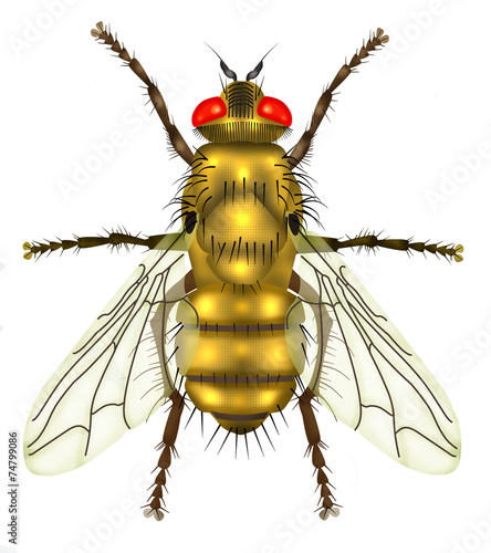 yellow fly white background