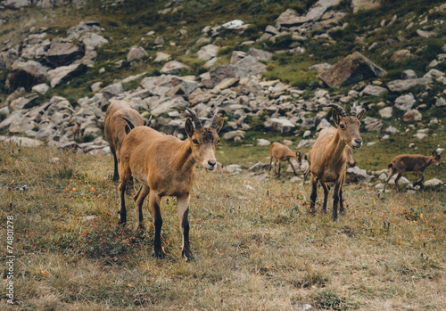 The West Caucasian tur (Capra caucasica)