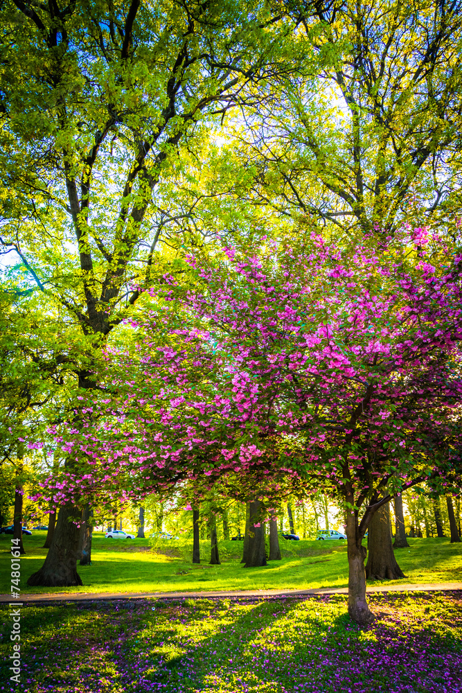 Naklejka premium Colorful trees in Druid Hill Park, Baltimore, Maryland.