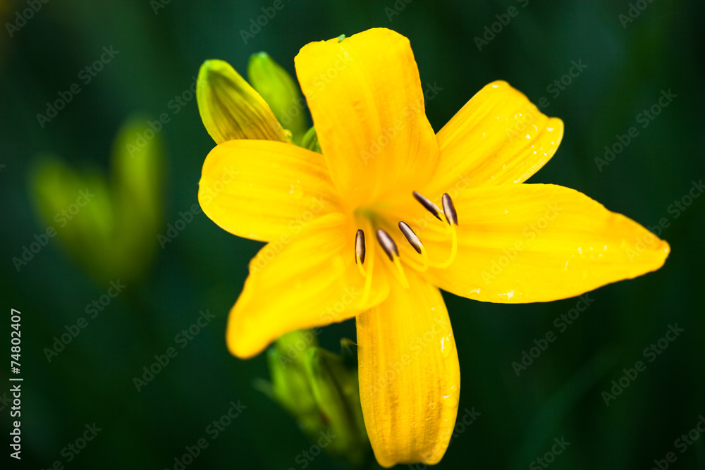 Closeup of the blooming yellow lily flower Closeup of the blooming yellow lily flower