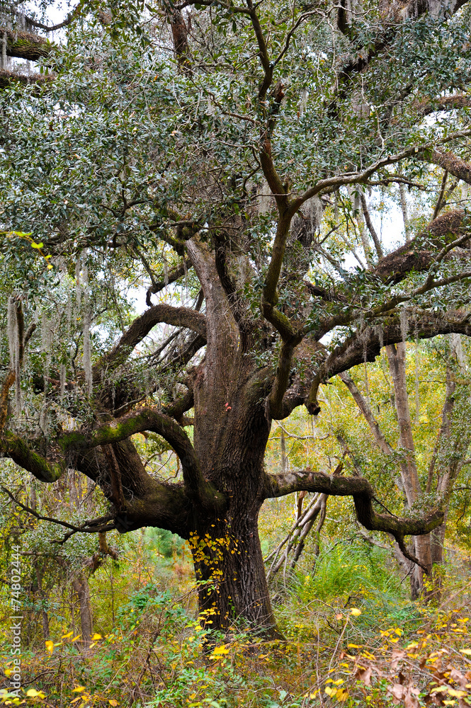 Live Oak Live Oak