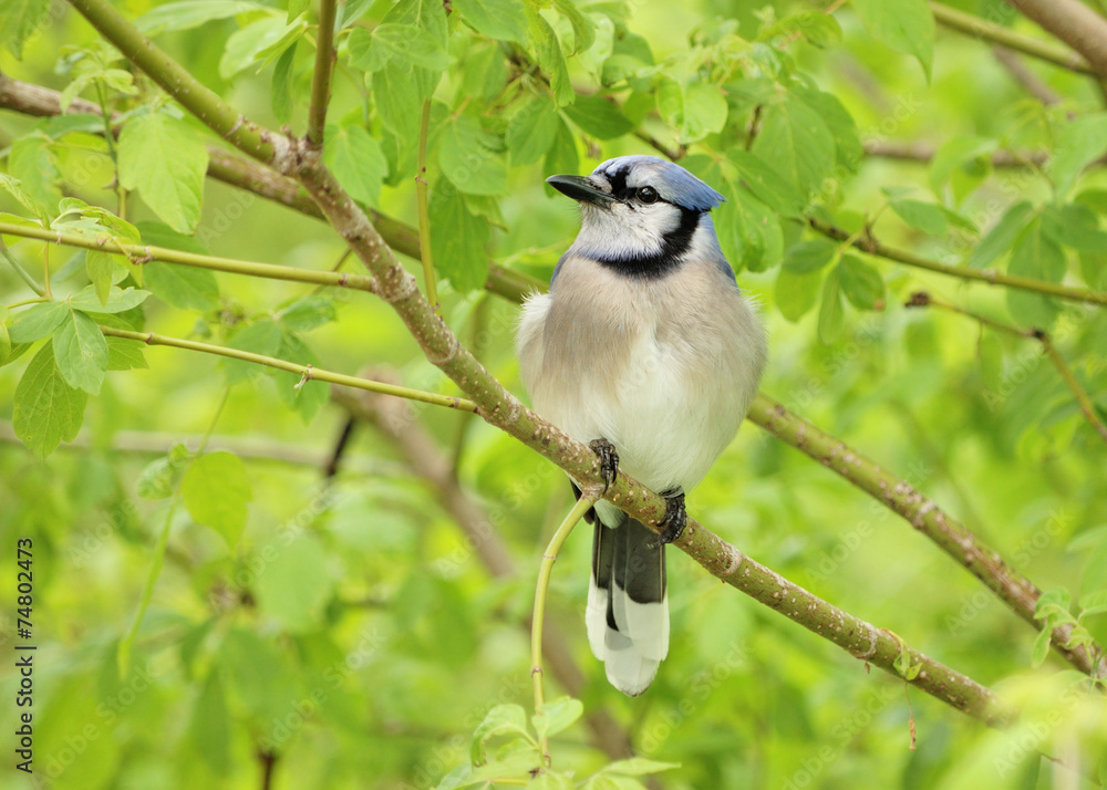 Fototapeta premium Blue jay