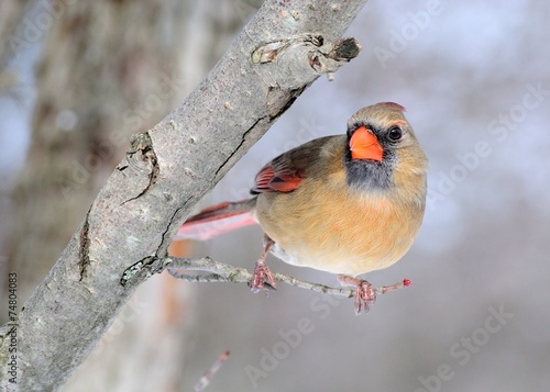 Female Cardinal