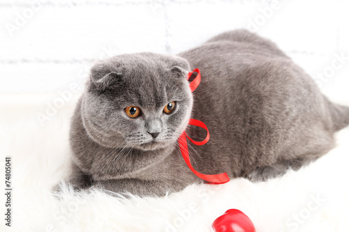 Lovely British short hair cat with hearts and ribbon