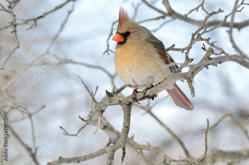 Cardinal (Cardinalis cardinalis) © brm1949