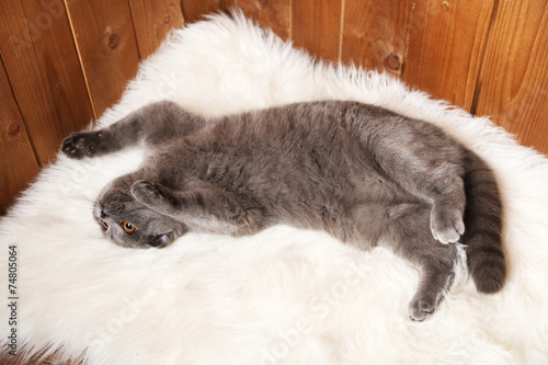 Amused British act on fur rug on wooden background