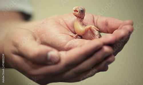 Cockatoo baby