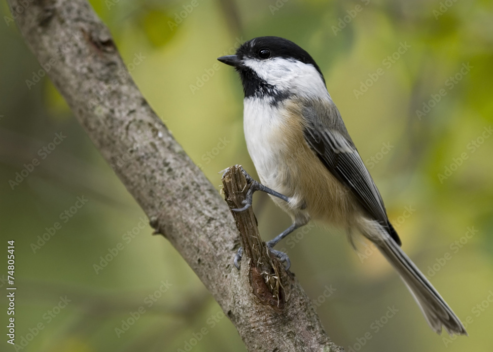 Black-capped Chickadee (Parus atricapillus) Black-capped Chickadee (Parus atricapillus)
