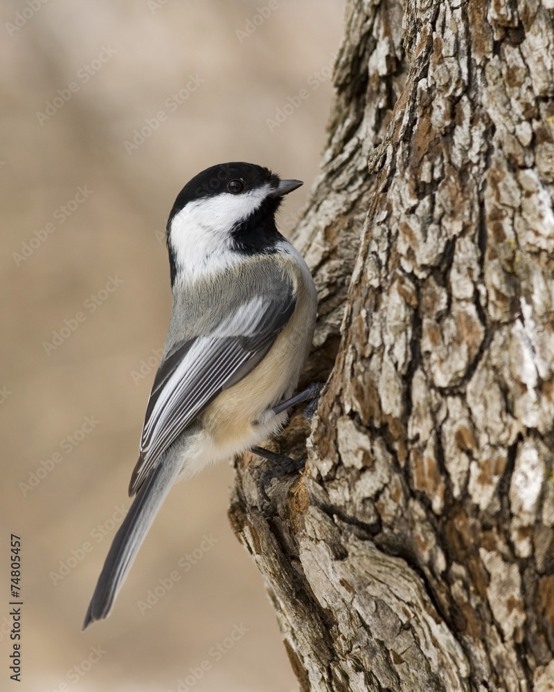Obraz premium Black-capped Chickadee (Parus atricapillus)