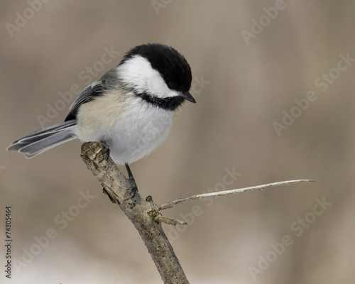 Black-capped Chickadee (Parus atricapillus)