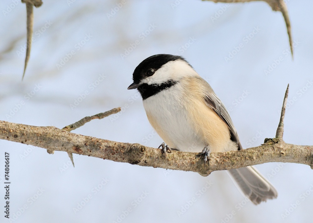 Black-capped Chickadee Black-capped Chickadee