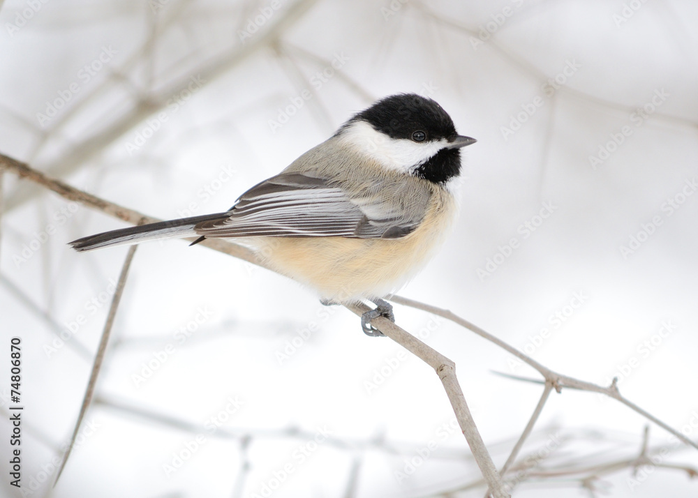 Obraz premium Black-capped Chickadee