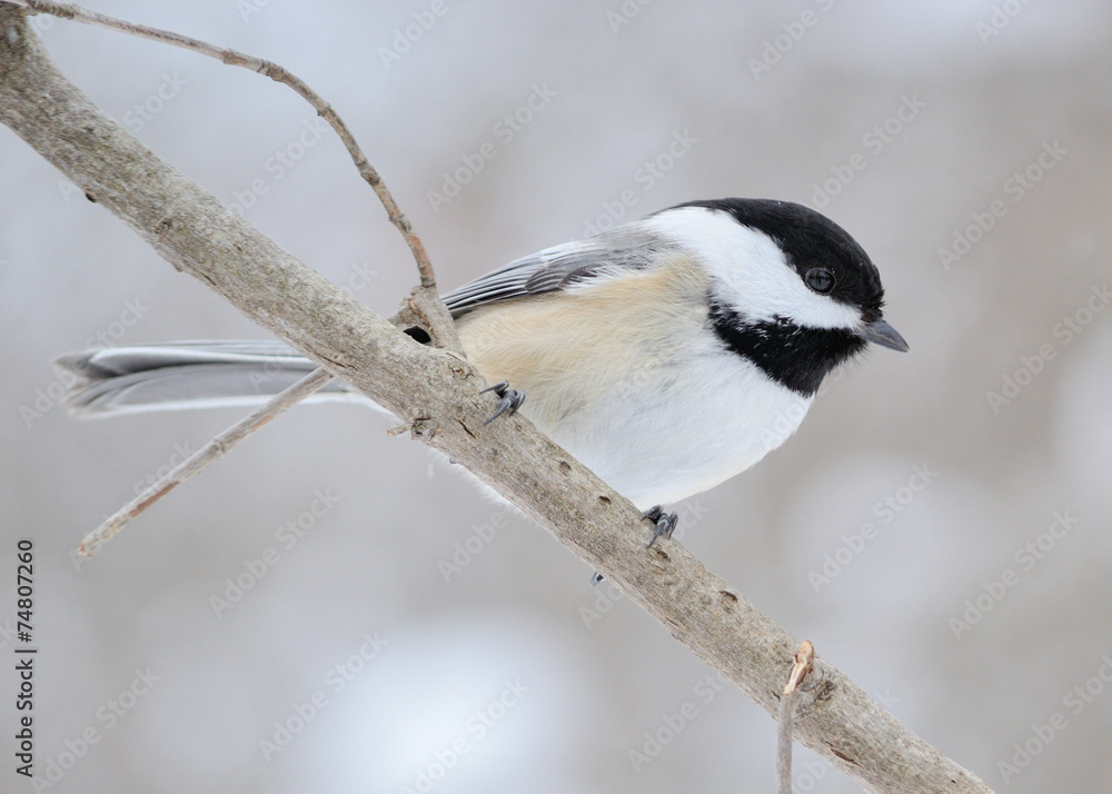 Obraz premium Black-capped Chickadee