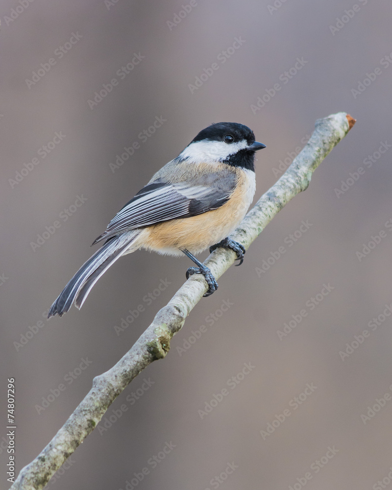 Obraz premium Black-capped Chickadee