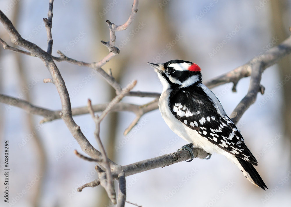 Naklejka premium Downy Woodpecker