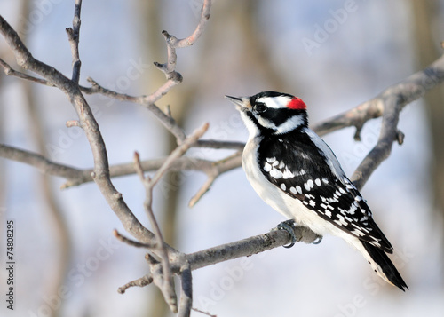 Downy Woodpecker