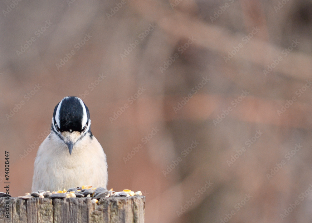 Fototapeta premium Downy Woodpecker
