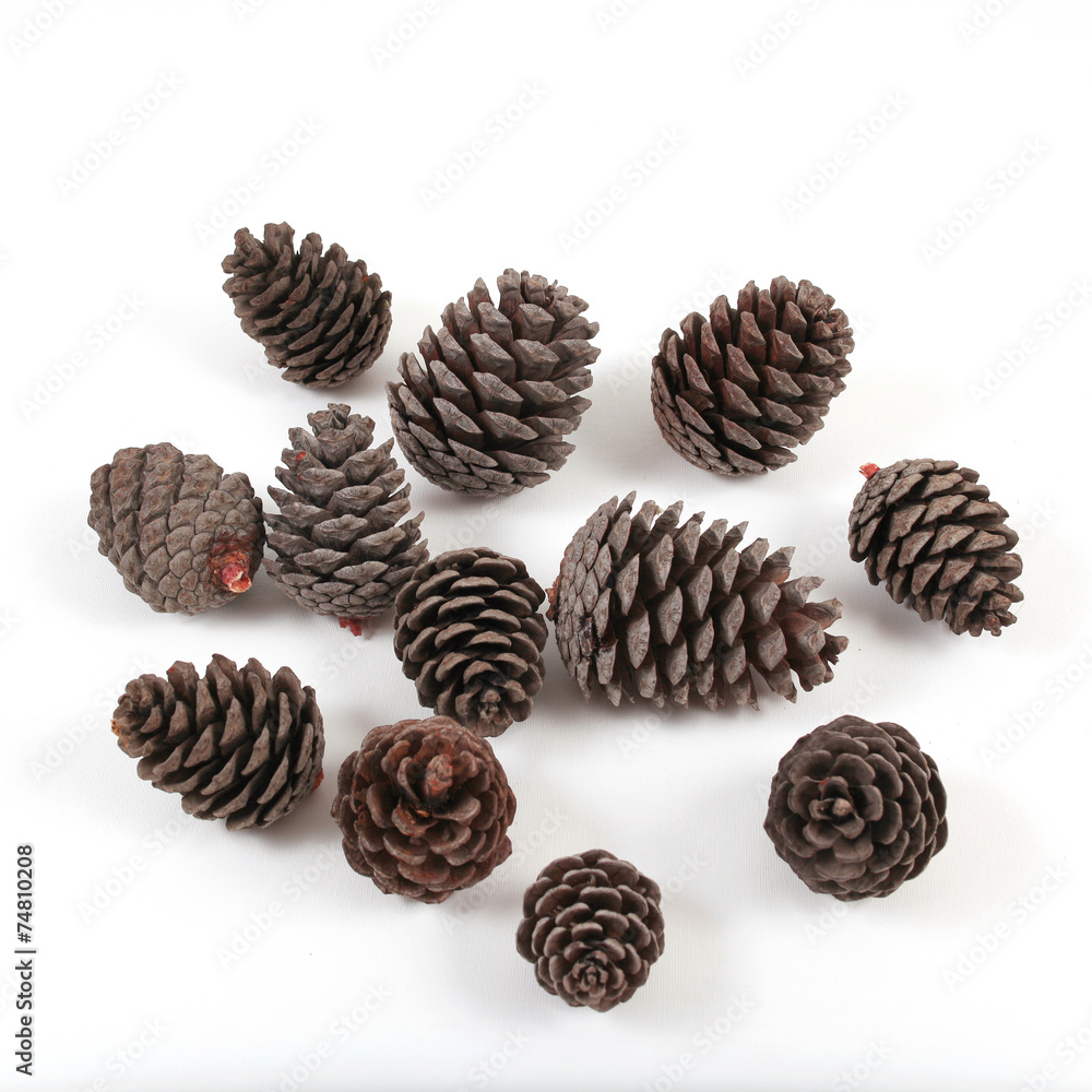 Obraz premium Pine cones