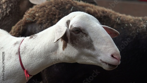 Sheep, Lambs, Livestock, Farm Animals