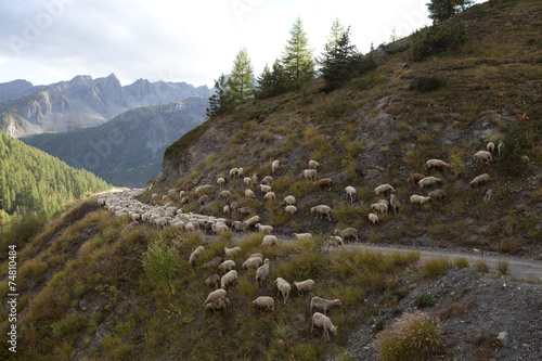 Saison Berger, Alpes de hautes Provence