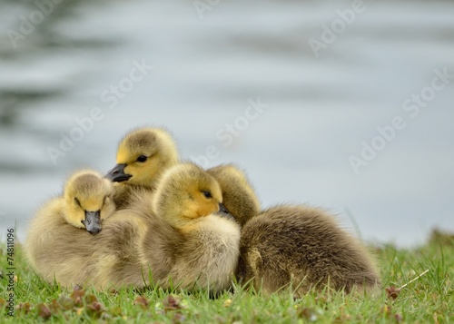 Canada Goose Goslings © brm1949