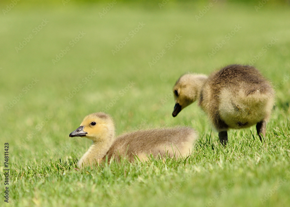 Canada Goose Goslings