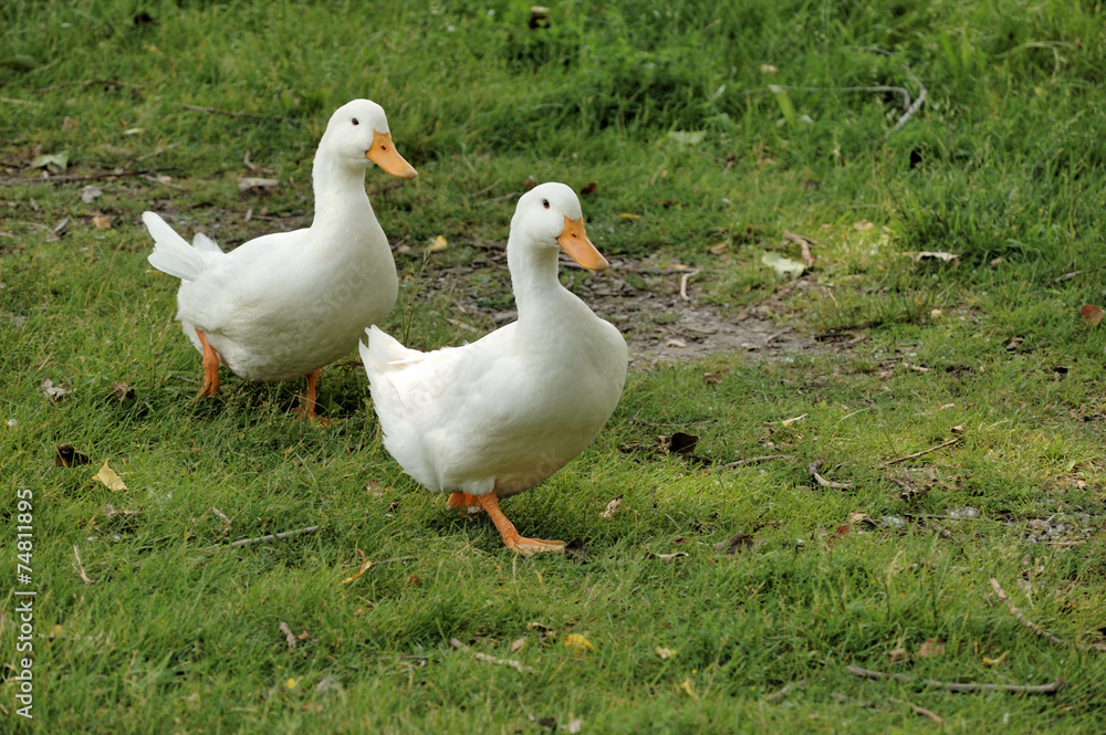 Two Geese