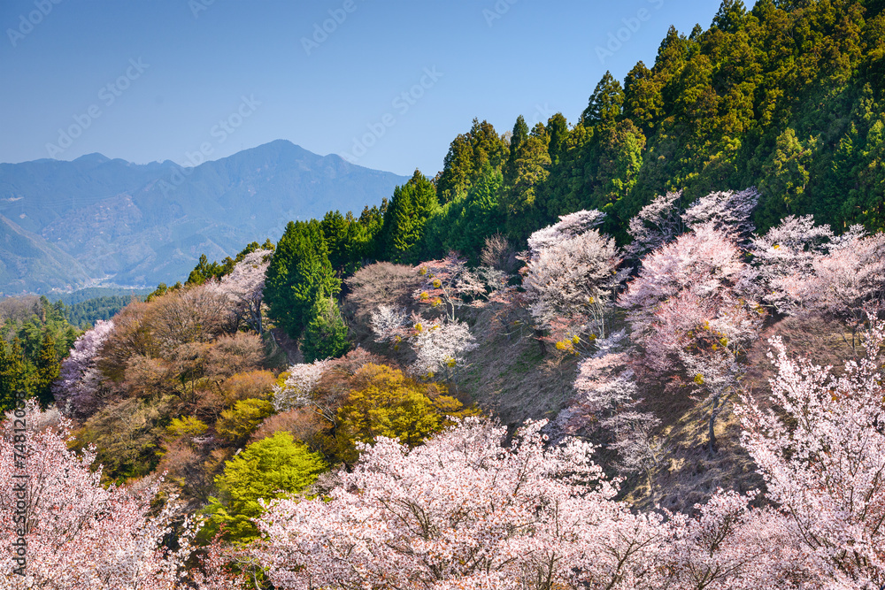 Spring Landscape in Nara, Japan Spring Landscape in Nara, Japan