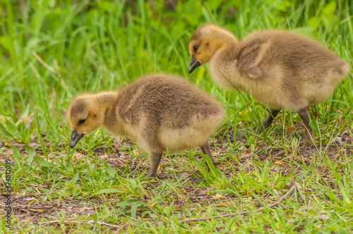 Canada Goose Goslings © brm1949