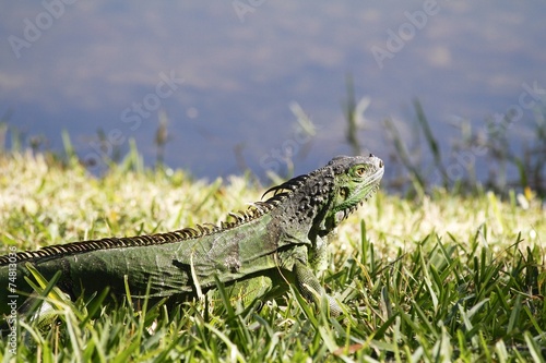 Green Iguana Sunbathing- Fairchild