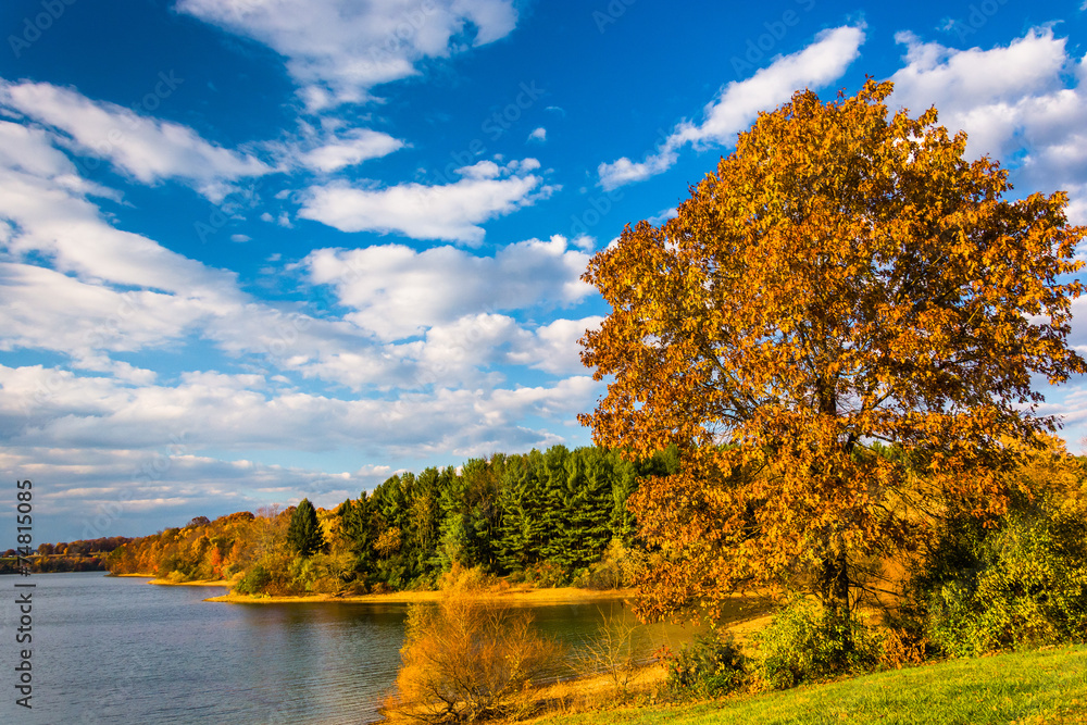 Autumn tree and view of Lake Marburg, at Codorus State Park, Pen